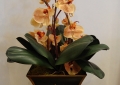 Orchid Arrangement2