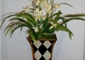 Orchid in Hand Painted Container