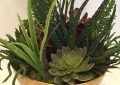 Succulent Arrangement