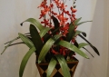 Orchid Arrangement