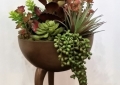 Succulent Arrangement